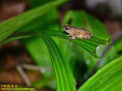 Ingerophrynus divergens