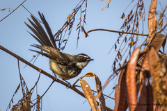 Rhipidura albogularis