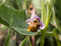 Ophrys × minuticauda
