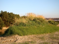 Calamagrostis pseudophragmites