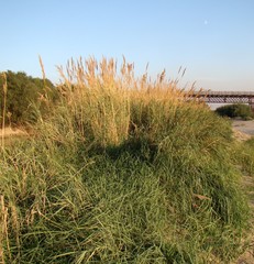 Calamagrostis pseudophragmites