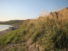 Calamagrostis pseudophragmites