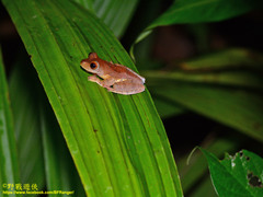 Rhacophorus pardalis