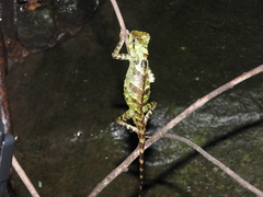 Gonocephalus kuhlii