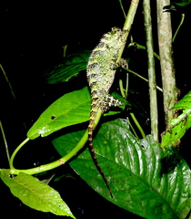 Gonocephalus kuhlii