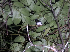 Enicurus leschenaulti