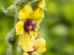 Verbascum boerhavii