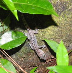Cyrtodactylus marmoratus