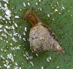 Conulinus