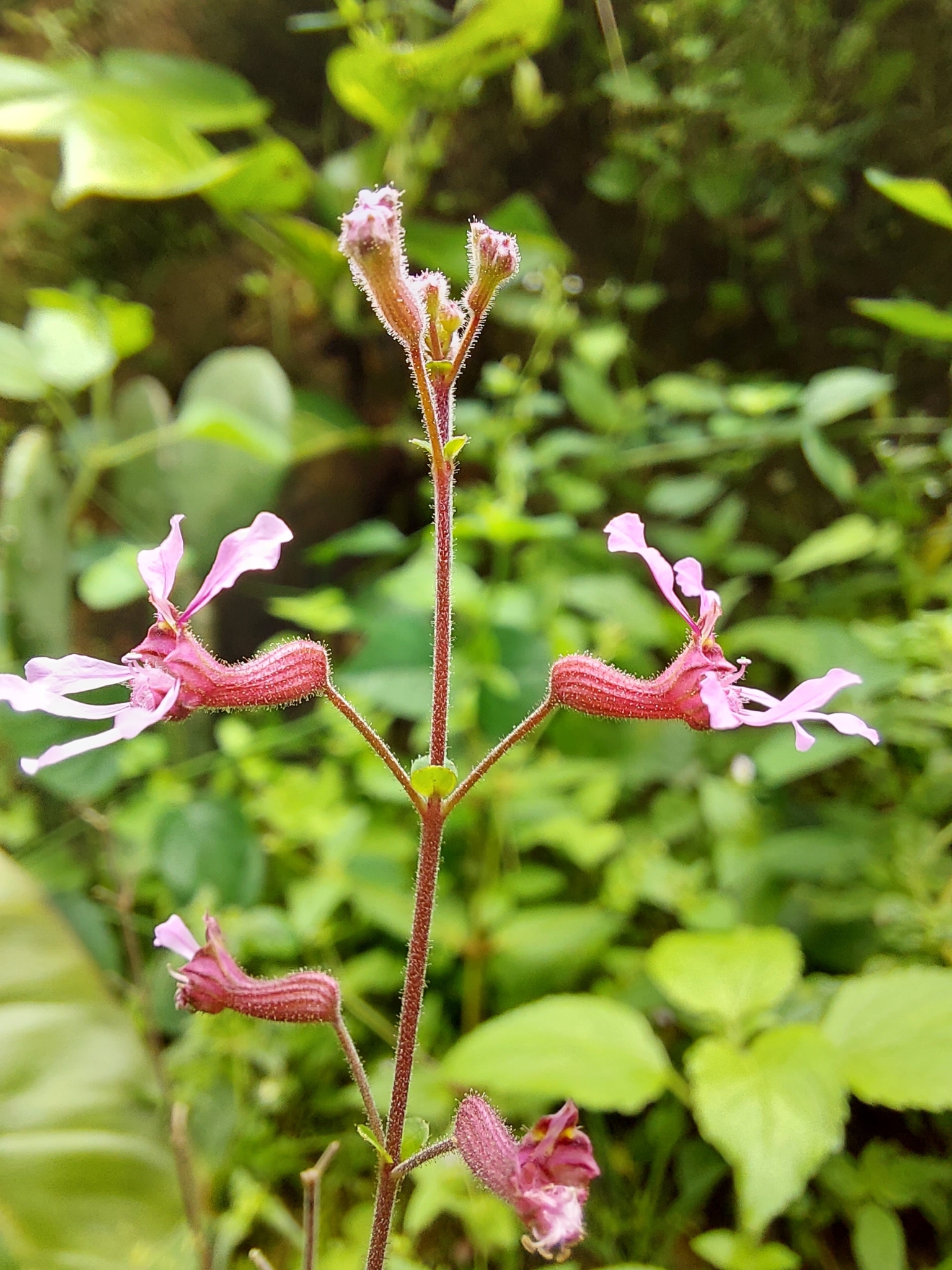 Cuphea racemosa