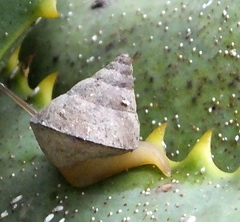 Conulinus