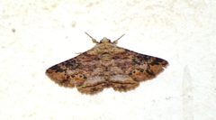 Pericyma mendax