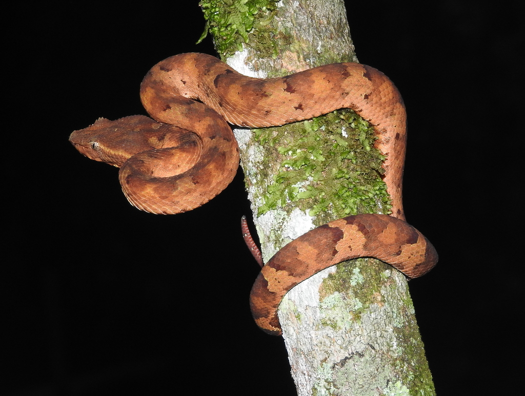 Ashy Pit Viper