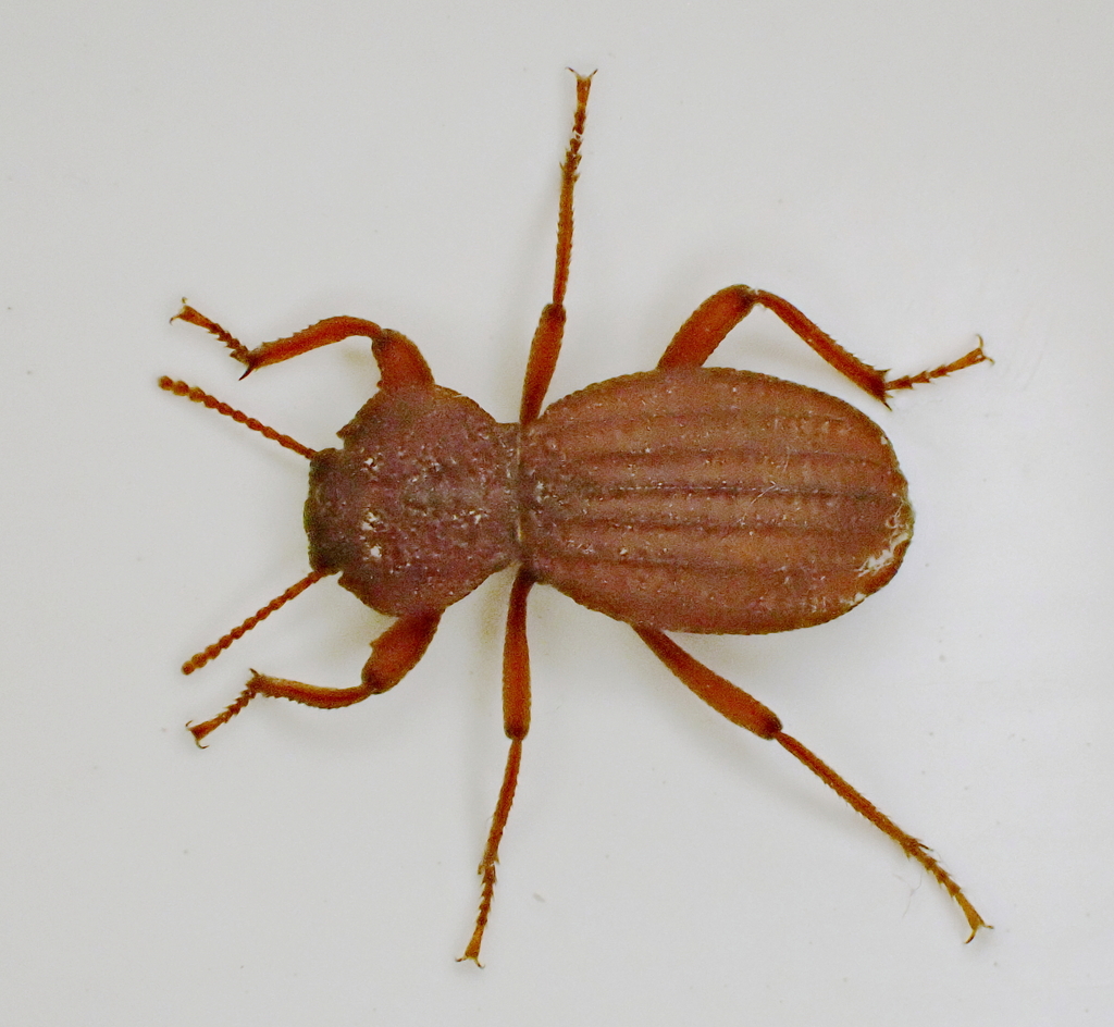 Trogloderus verpus