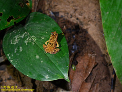 Ingerophrynus divergens