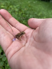 Lithobates sylvaticus image