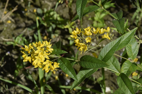 Lysimachia vulgaris iNat (2)
