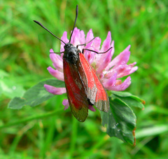Zygaena purpuralis