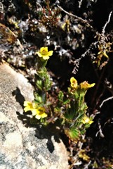 Euphrasia cockayneana
