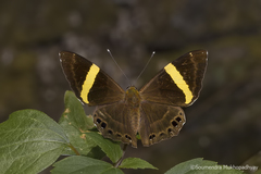 Abisara fylla