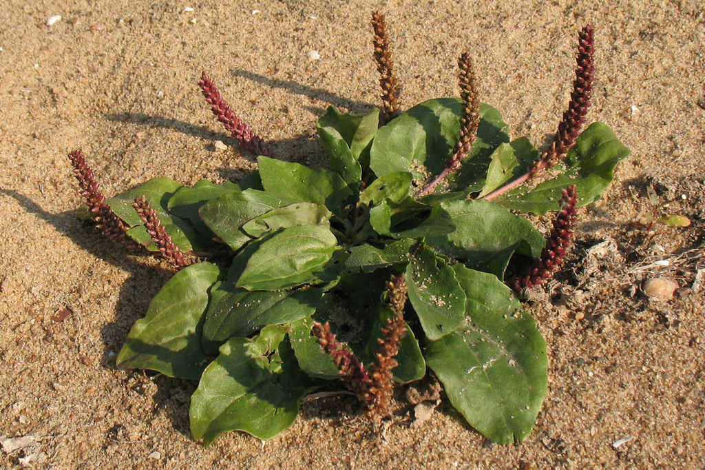 Plantains Plants Of Saudi Arabia · Inaturalist