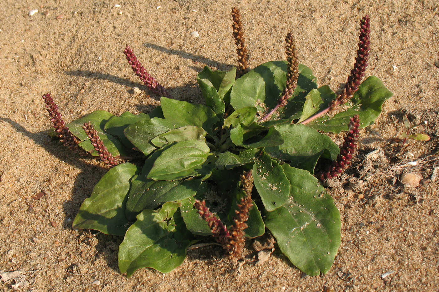Plantago