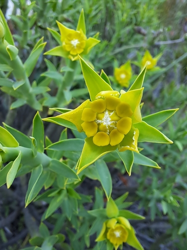 Yellow Milkbush