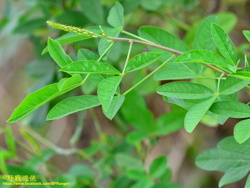 Crotalaria trichotoma
