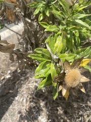 Carlina salicifolia subsp. lancerottensis image