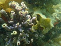 Callyspongia annulata