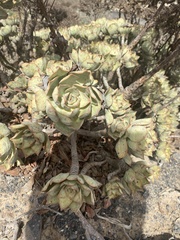 Aeonium lancerottense image