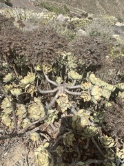 Aeonium lancerottense image