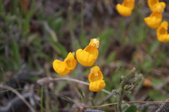 Calceolaria polyrhiza