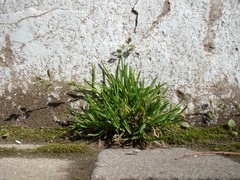 Poa annua