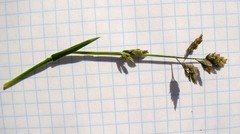 Poa annua