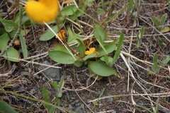 Calceolaria polyrhiza