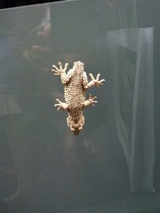 Tarentola mauritanica
