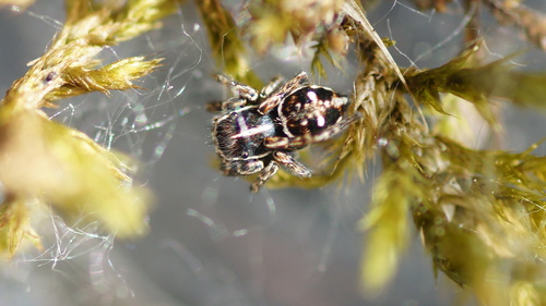 Attulus dzieduszyckii