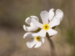 Androsace adfinis