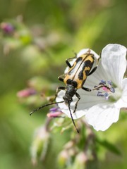 Brachyta interrogationis