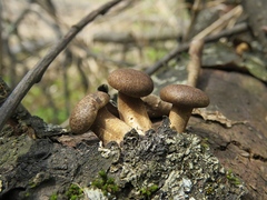 Lentinus substrictus