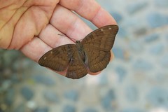 Tanaecia julii