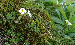 Euphrasia laingii