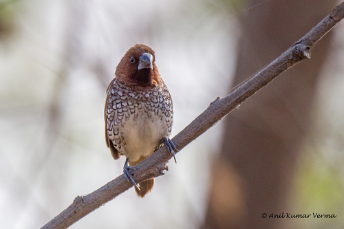 Scaly-breasted Munia, photo 9 of 9