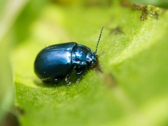 Oreina cacaliae