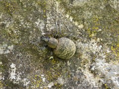 Liophloeus tessulatus