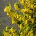 Laburnum anagyroides - Photo (c) Clement Rivier Photos, μερικά δικαιώματα διατηρούνται (CC BY-NC), uploaded by Clement Rivier Photos