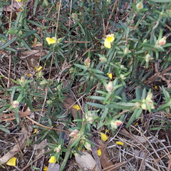 Cistus calycinus