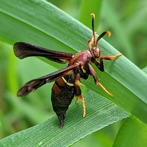 Lesser Grape Root Borer Moth photo 2