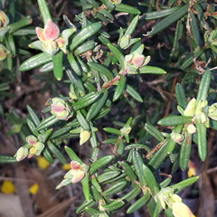 Cistus calycinus